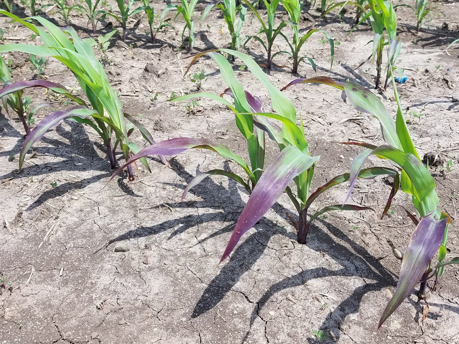 Phosphorus fertilizer application only needed every other year in corn