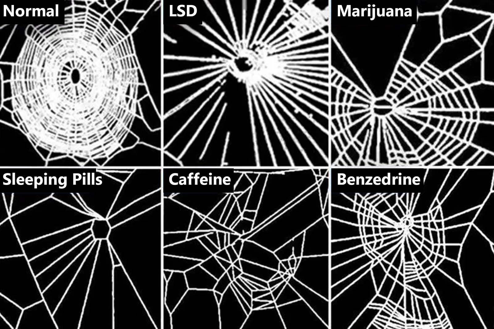 nasa spiders drugs experiment