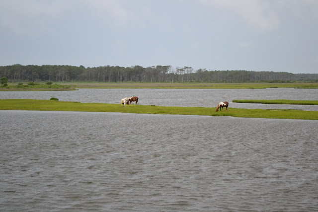 "Дикі" коні. Острів Ассатіг, Меріленд ("Wild" horses. Assateague Island National Seashore, MD)
