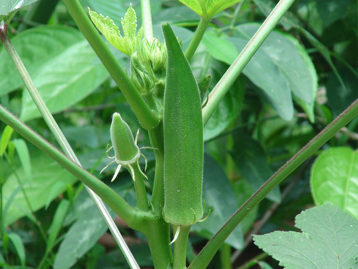 Mga Kwento ng Alamat sa Pilipinas: Alamat ng Okra