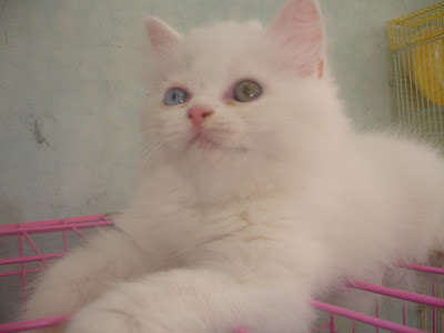 Hamster Dan Kucing Persia Murah Surabaya: DI JUAL KITTEN BETINA FLAT