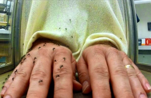 Tips cara petua menghalau nyamuk secara berkesan bebas denggi