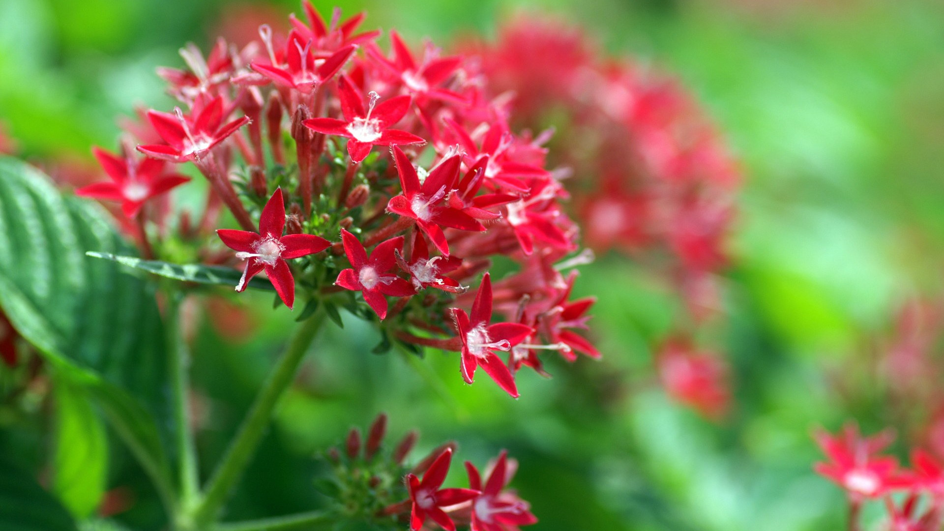 flower wallpaper hd wallpaper hd flowers wallpapers flower wallpaper hd wallpaper hd flowers wallpapers