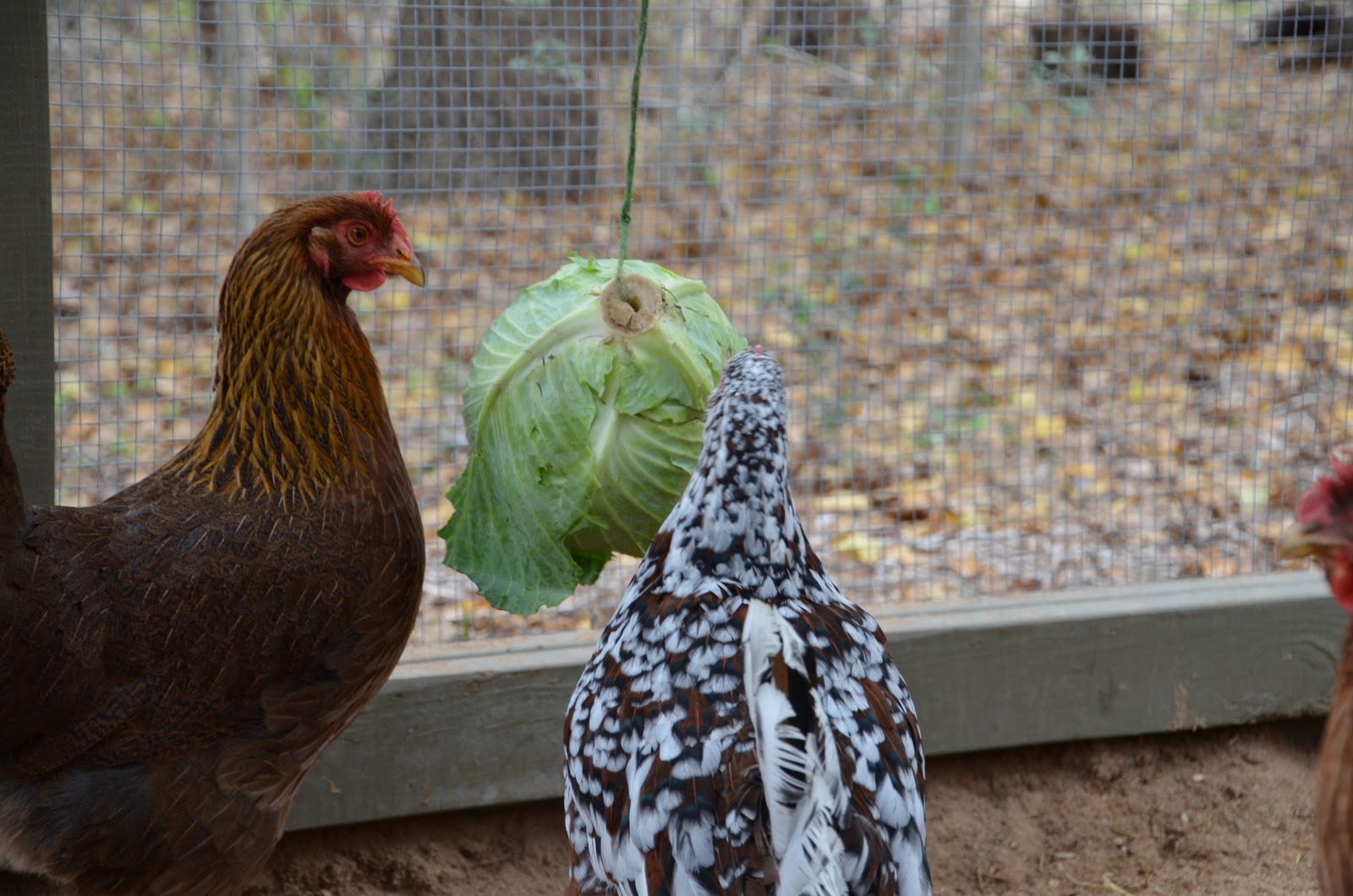 Garden Ally Chicken Tetherball Tournament