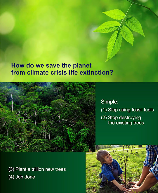 https://www.theguardian.com/environment/2019/jul/04/planting-billions-trees-best-tackle-climate-crisis-scientists-canopy-emissions