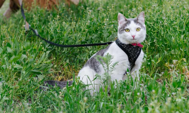 For a full-time indoor cat, a walk on the leash in the garden will be thoroughly enjoyed