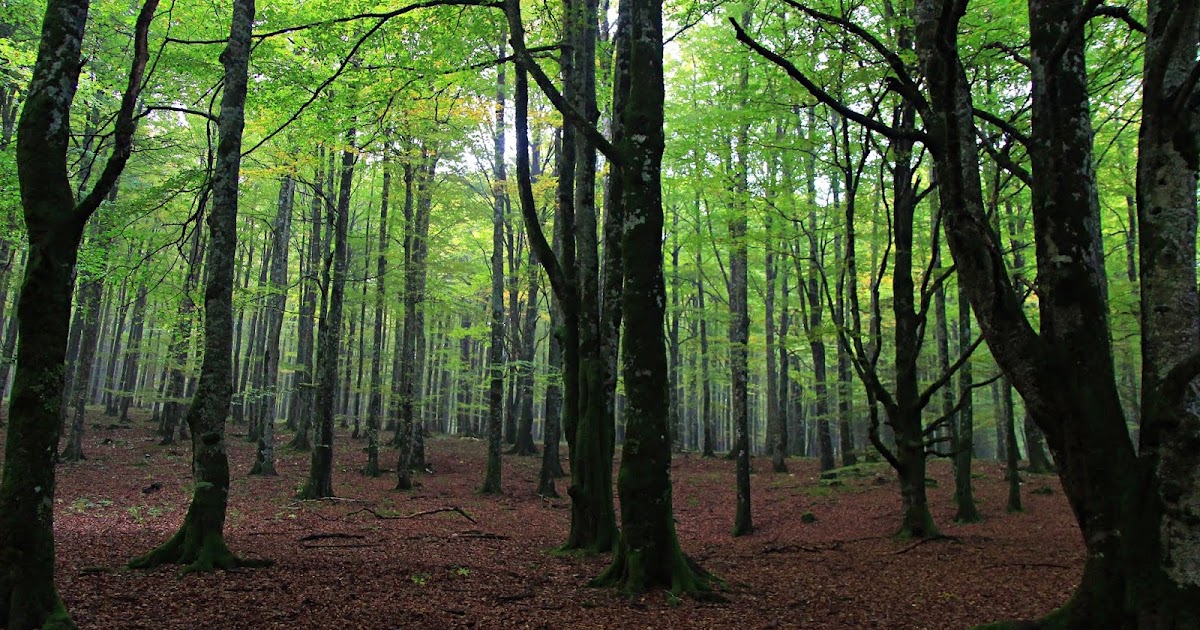 todopirineo Circular Bosque Encantado Monte Bargagain en Sierra de