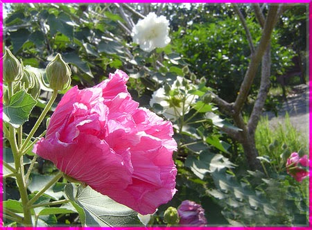 y nghia hoa phu dung