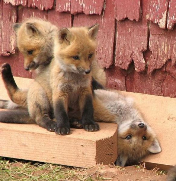 cute baby animals, baby animals, baby animal pictures, adorable baby animal pictures, baby fox, cute baby fox pictures