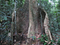 bukit lawang sumatra