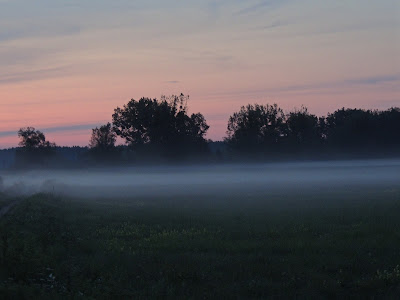 Puszcza Białowieska