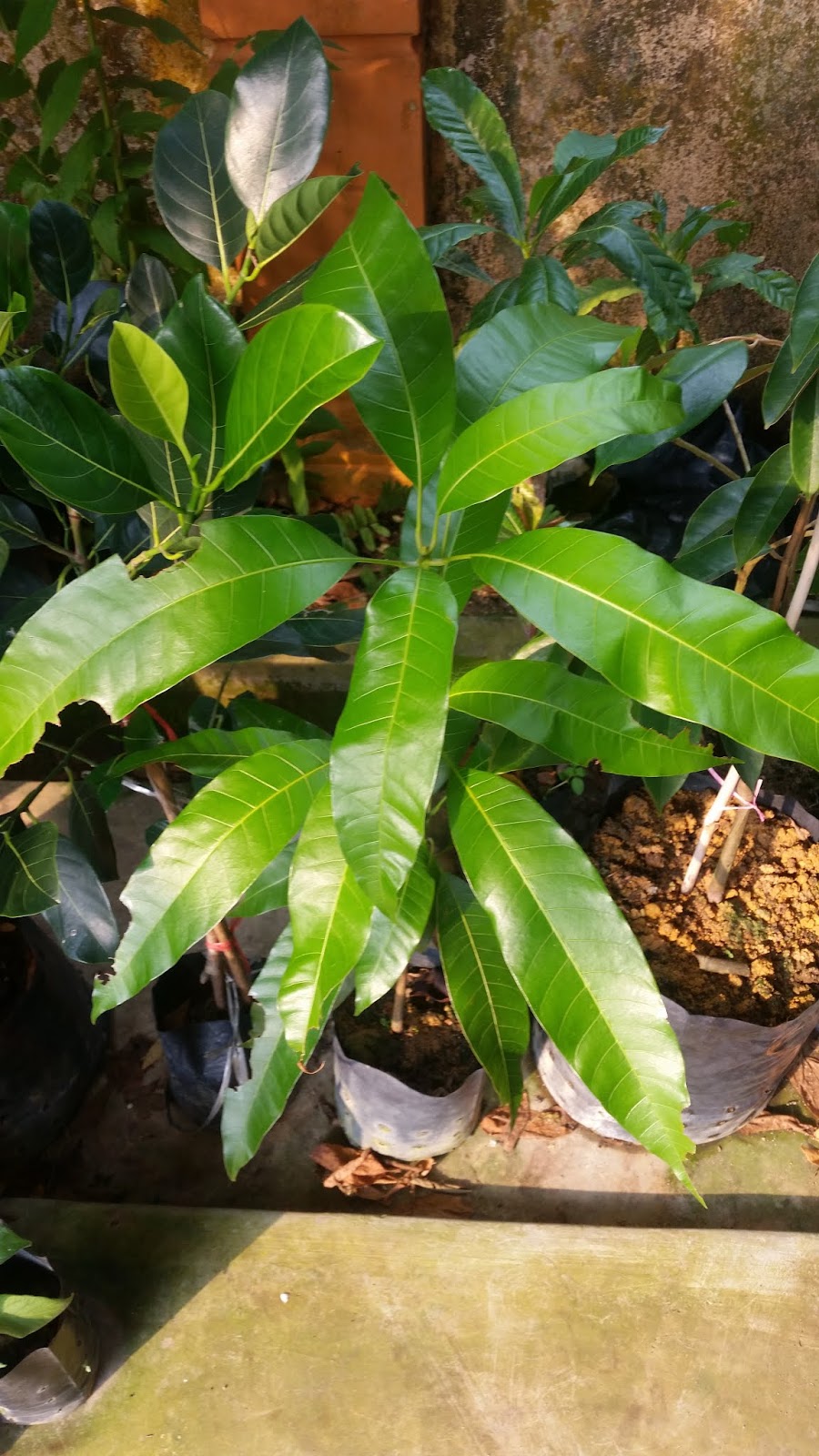 Warisan Petani: Penyamaran Ulat Beluncas