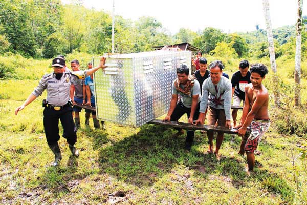 Sempat Memangsa Hewan Ternak di Padang Pariaman, Harimau Itu Akhirnya Ditangkap