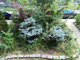 Toronto Leslieville front garden summer cleanup before by Paul Jung Gardening Services