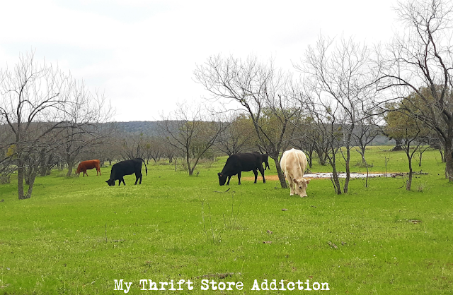 spring in the Texas Hill Country 