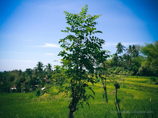 Green And Fresh Of Plant Tree Leaves In The Rice Fields On A Sunny Day At Ringdikit Village North Bali Indonesia