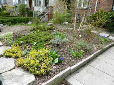 Greektown Toronto Spring Cleanup Front Garden Before by Paul Jung Gardening Services--a Toronto Gardening Company Greektown Toronto Spring Cleanup Front Garden Before by Paul Jung Gardening Services--a Toronto Gardening Company