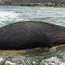 Carcaça de baleia-azul está 'prestes a explodir' no Canadá