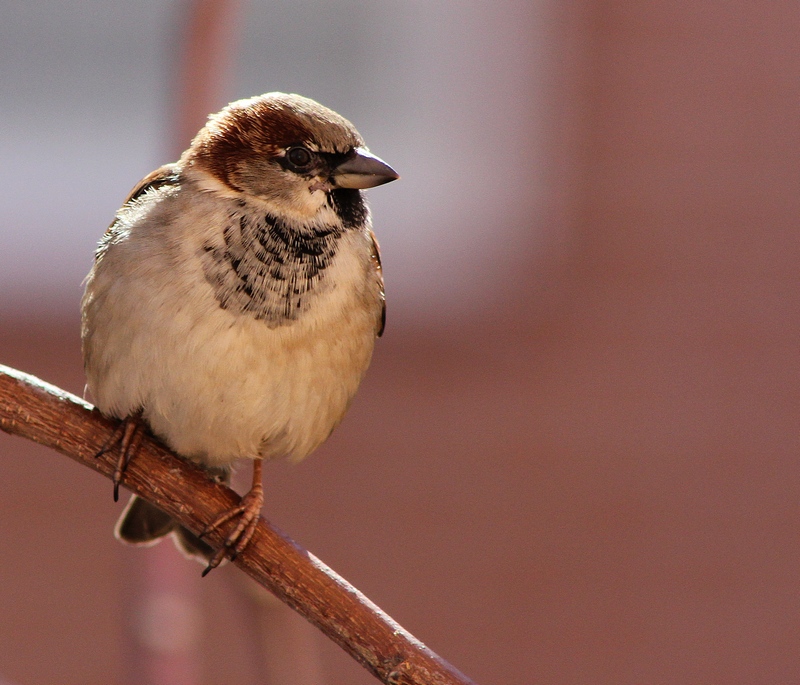 Helmantica ornithology Gorrión común. Ave del Año 2016.