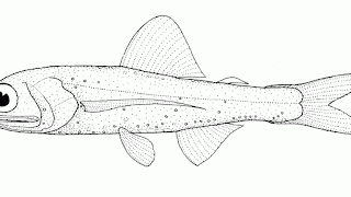 Lanternfish - Lantern Fish Information - Fish Choices