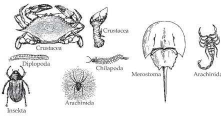  Ciri ciri  dan apa  itu Hewan  Arthropoda Bplue