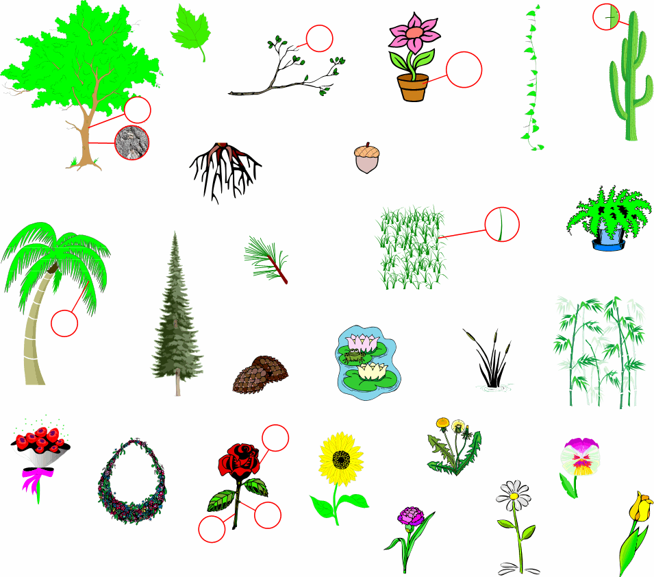 Plants kinds. Дефектолог деревья цветы. Plants Flashcards. Types of Plants for Kids. Этикетка we Plants.