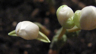 Sanguinaria canadensis flower