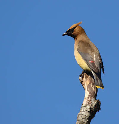 Photo of Cedar Waxwing in tree Photo of Cedar Waxwing in tree