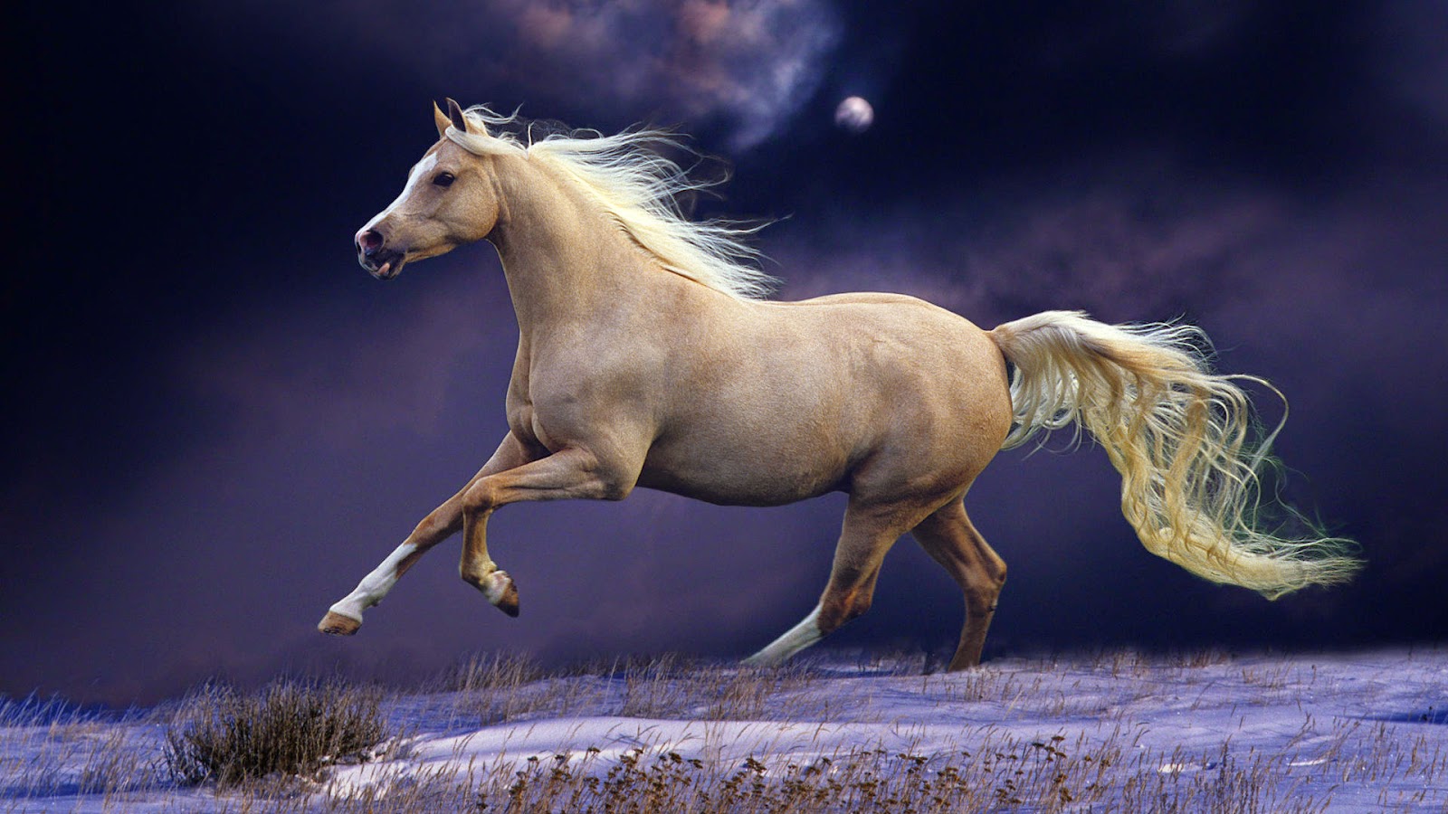 ALL-IN-ONE WALLPAPERS: Best Horse HD Wallpapers