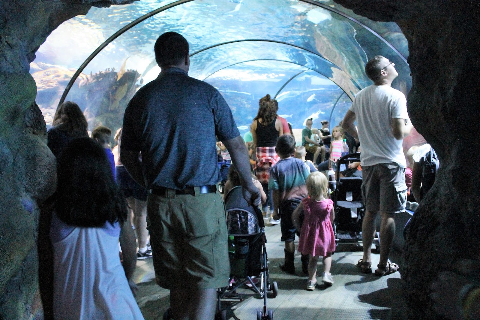 Corn, Beans, Pigs and Kids: Have a Wild Time at Omaha's Henry Doorly Zoo