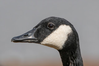 Canada Goose DFBridgeman