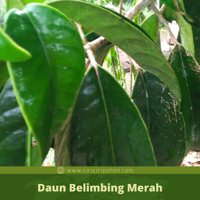 Ciri Ciri Daun Belimbing Merah