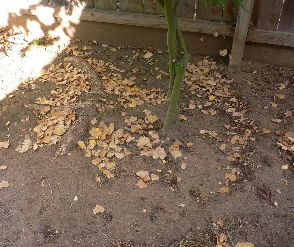 家庭菜園 誰でもできる土作り 落ち葉を有効利用して簡単に腐葉土を作り はぴｘはぴ