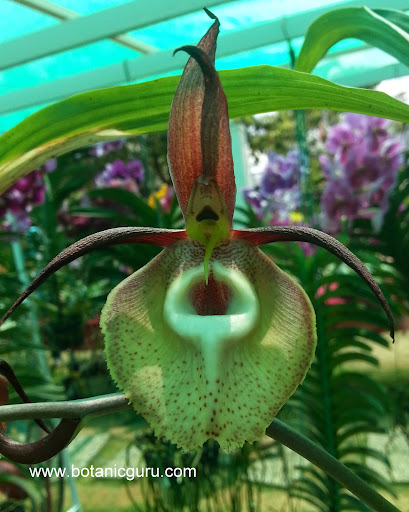 Catasetum stupendum flower