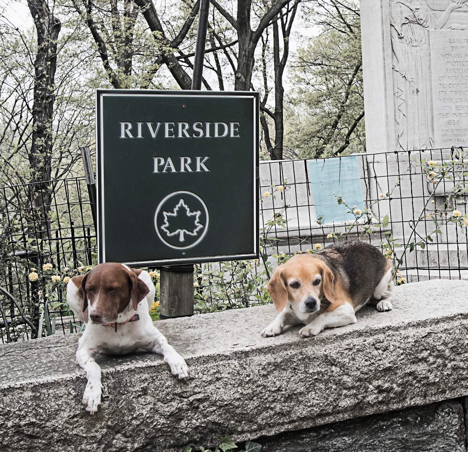 MoSa Dogs Travel Blog 105th Street Dog Run Riverside Park