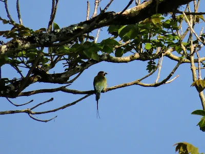 Birds of Uganda: White-throated Bee-eater