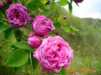 Roses "antigues", Rosa centifolia