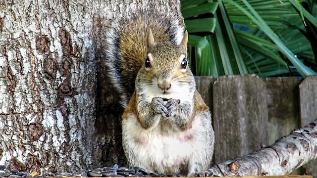 Meet Mother Squirrel