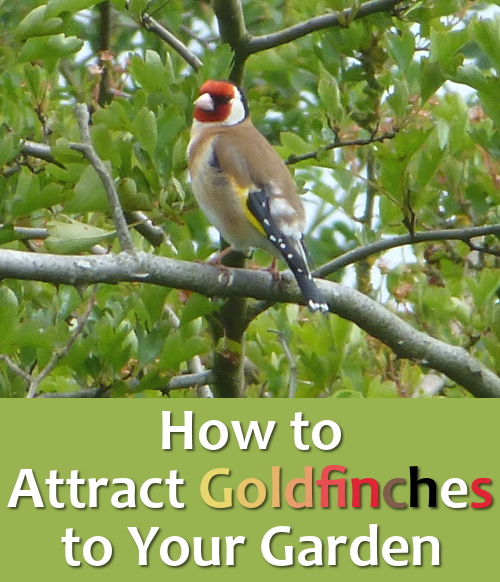How to Attract Goldfinches into the Garden