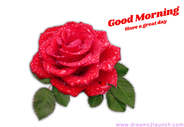 good morning red rose