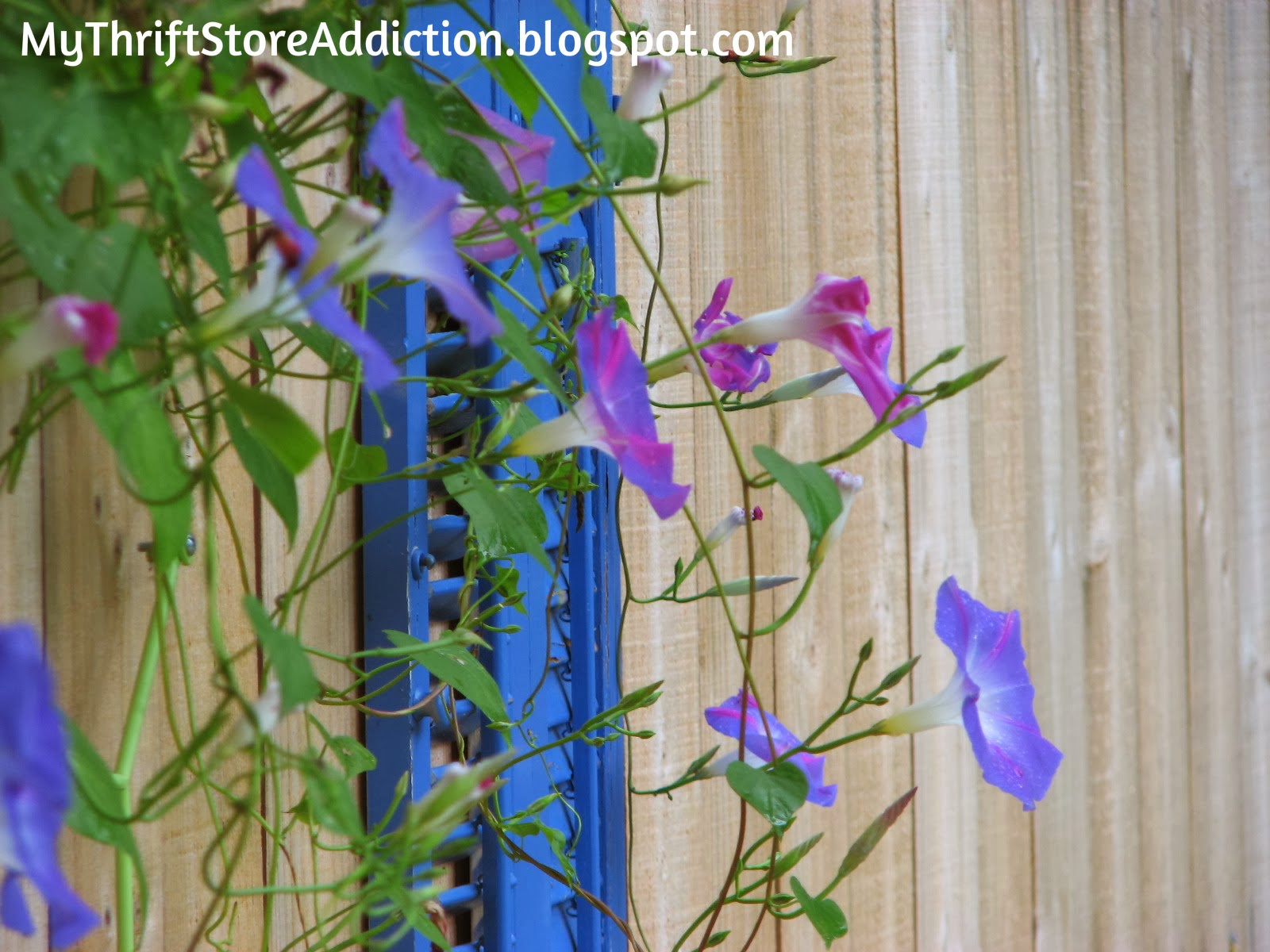 Repurposed shutters as garden trellis