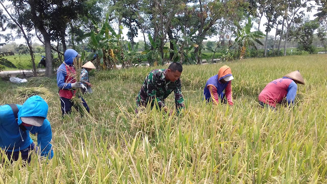 Babinsa Ceper Bantu Petani Dalam Pendampingan Panen Padi
