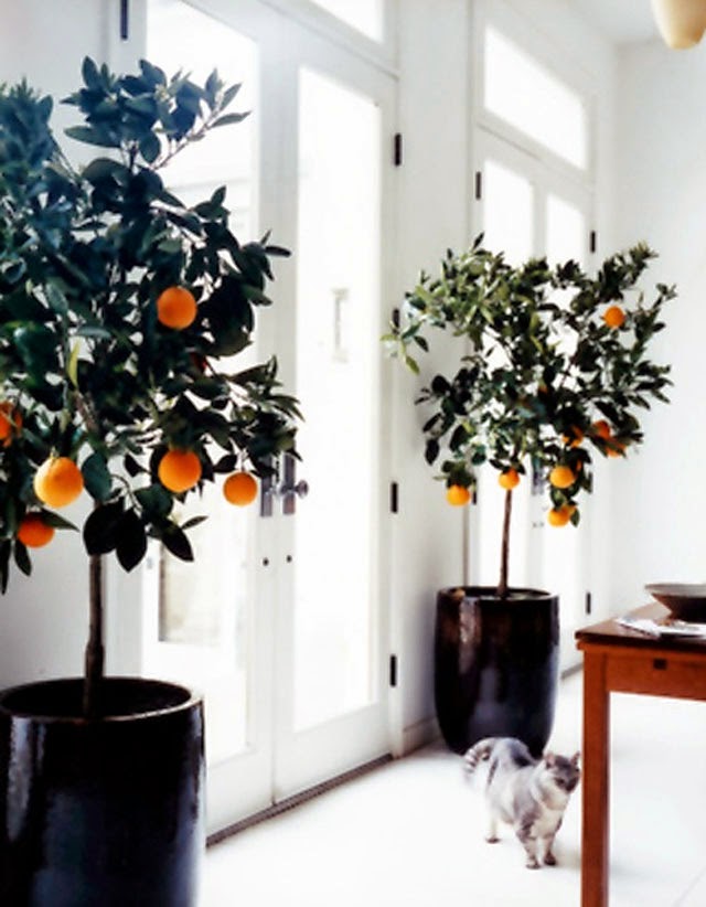 orange trees indoors