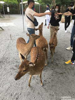 搶食物的斑比小鹿大軍