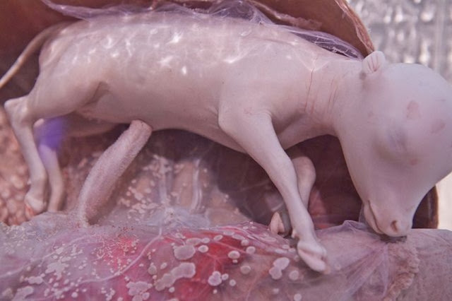 Ilmuan Berhasil Potret Binatang Ketika Masih di dalam Rahim Induknya