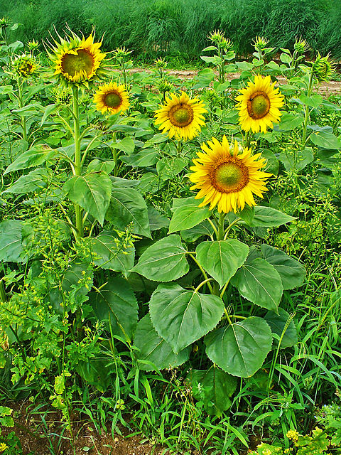 Helianthus annuus «girasol» - Id Plantae