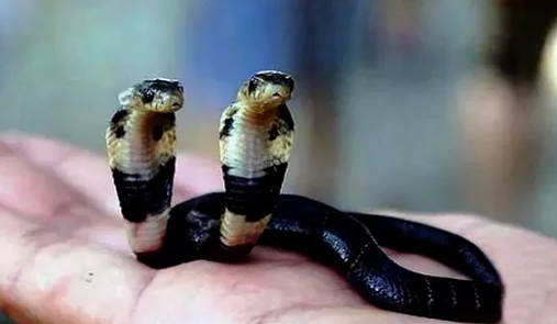 Mimpi Melihat Ular Di Dalam Rumah ! Cari Tau Artinya