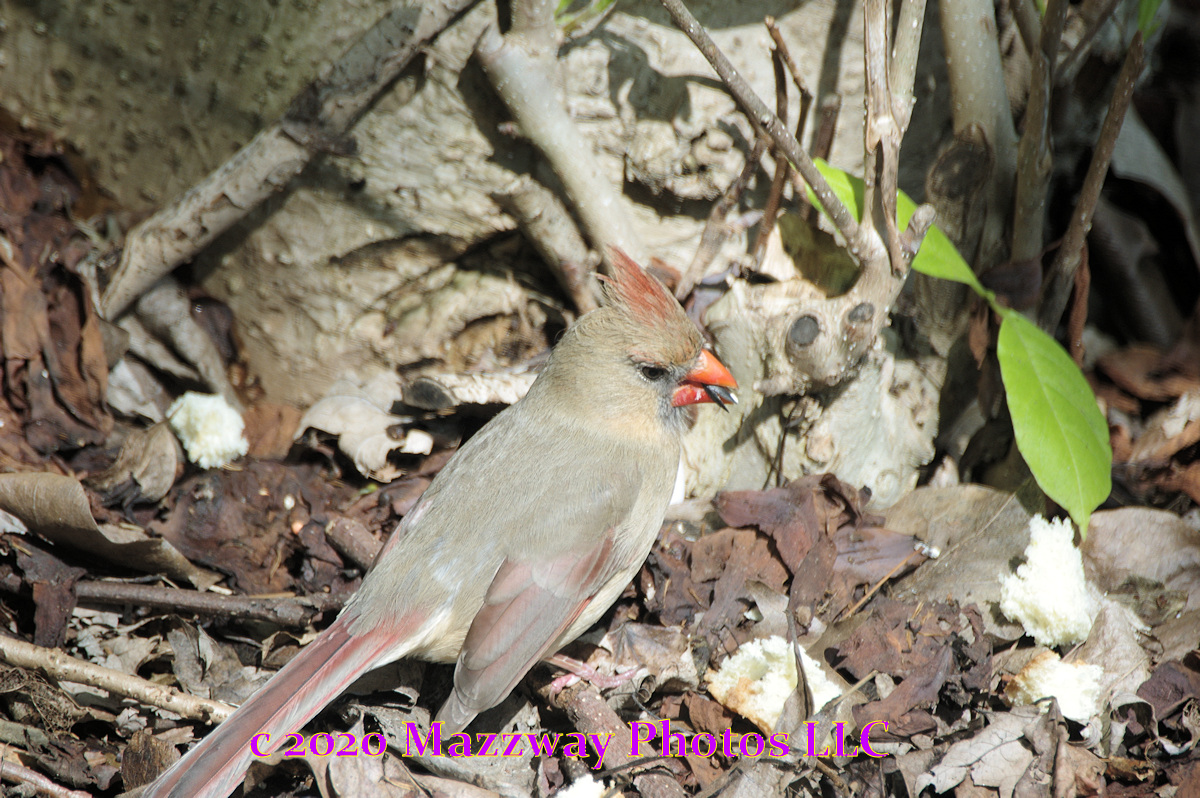 Bogota Blog NJ Backyard Birds
