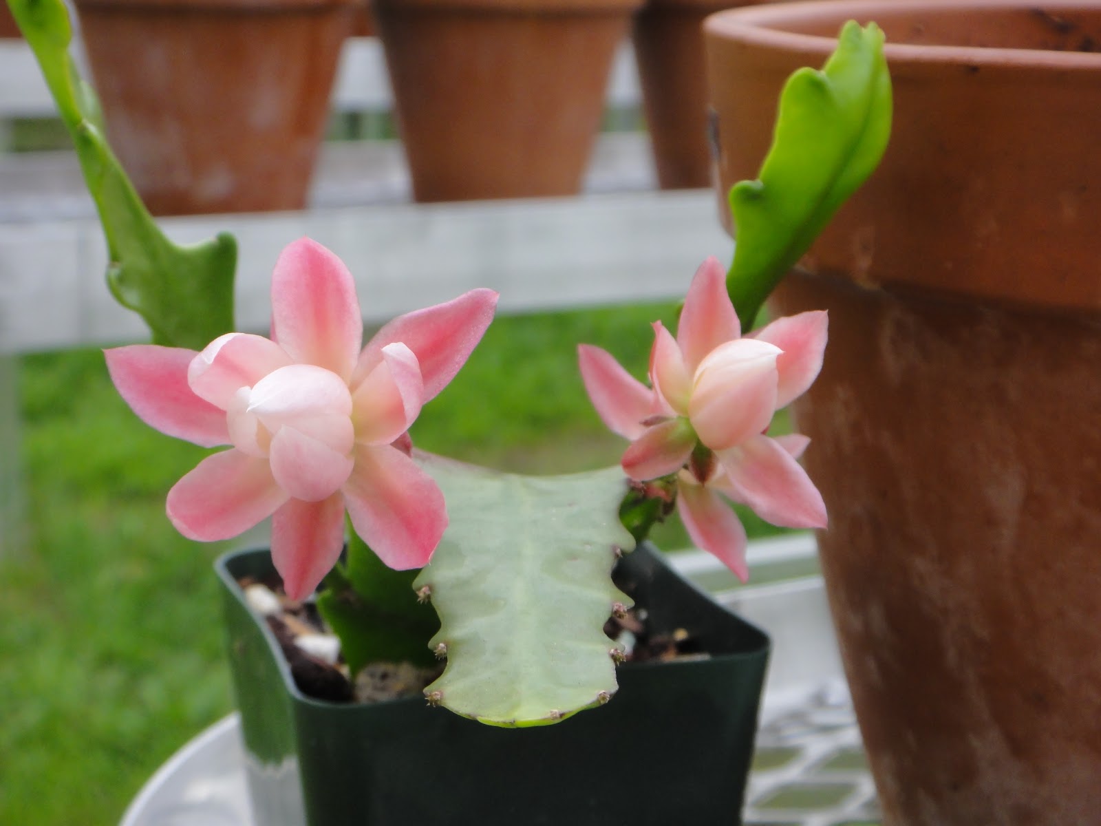 My Epiphyllum Collection: German Empress aka Deutsche Kaiserin
