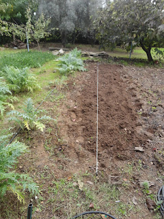 PREPARANDO EL TERRENO PARA PLANTAR AJOS